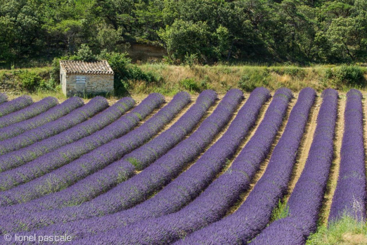 Gite Marius Mirabel-aux-Baronnies Экстерьер фото